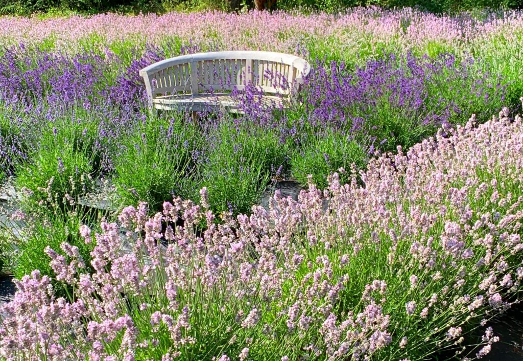 Bench amongst nepeta in a cuuntry garden