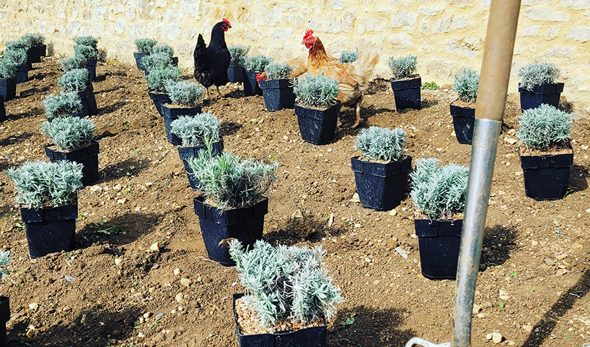 lavendar_pots_instagram