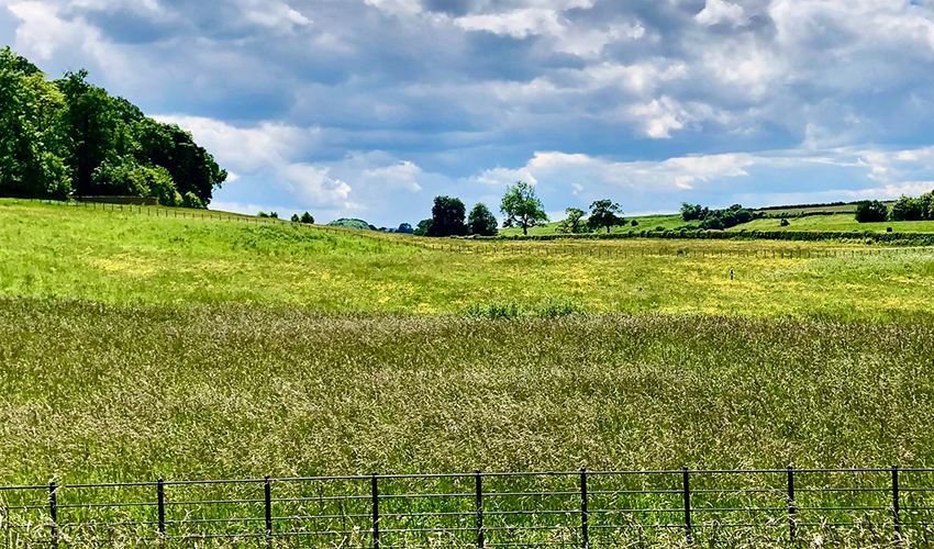 open_field_instagram