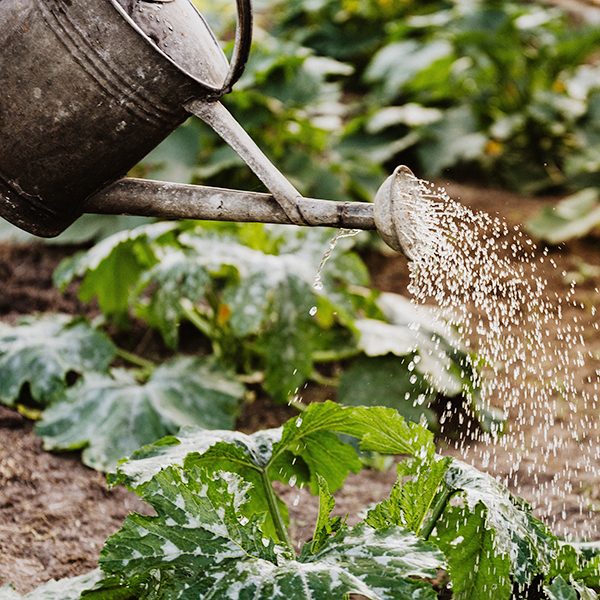 watering_can_crop