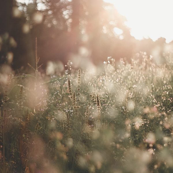 wildflower_scheme_crop